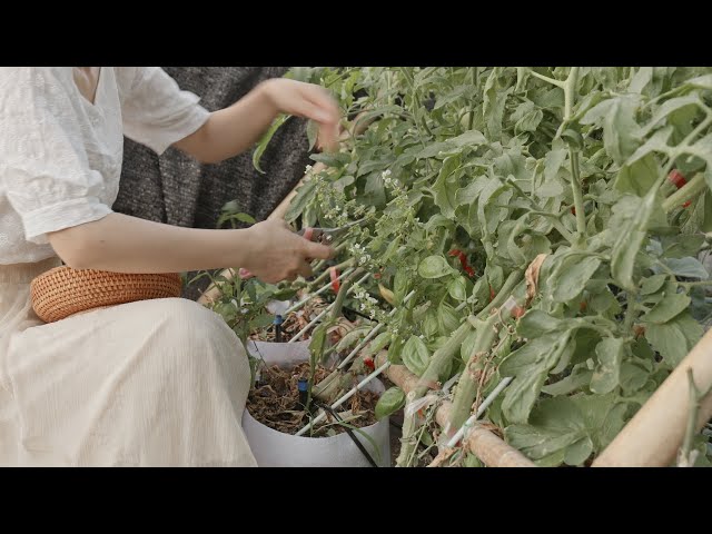 Picking tomatoes