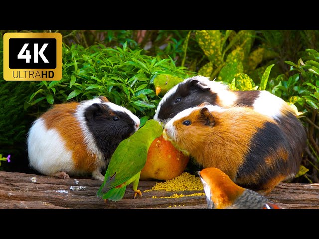 Cat TV for Cats to Watch 😺 Playful Birds & Squirrels  🐦 Cat Games 4K HDR 60FPS