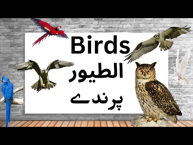 Birds name | names of bird vocabulary | الطيور | پرندوں کے نام