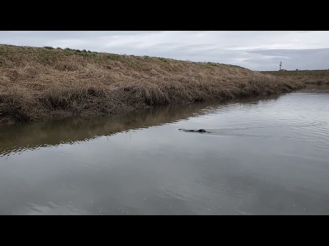 Nicomekl River Phase III(3) - Beaver