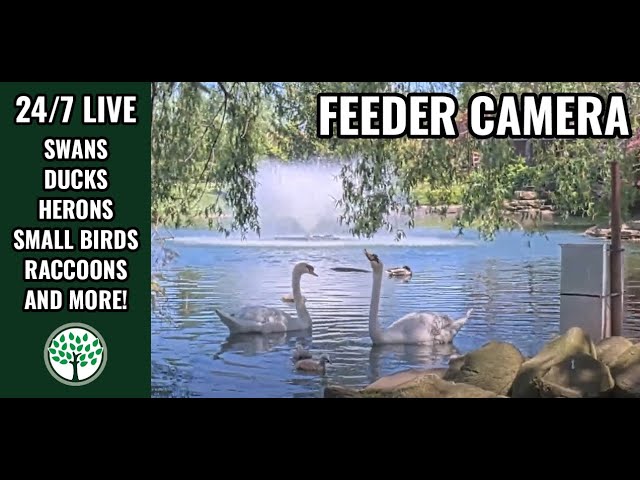 Live Swan & Wildlife Feeder Cam | Ohio