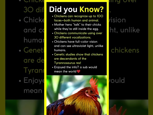 Chickens are descendants of T-Rex🤯 #didyouknow #history