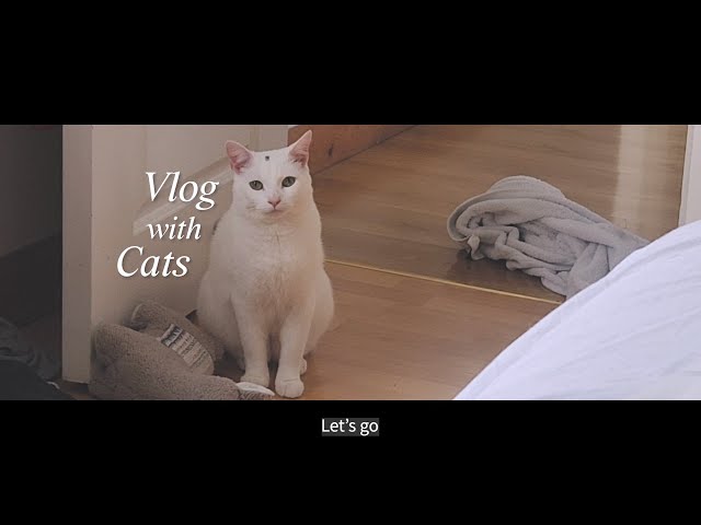 Pancake Tuesday and Life with Cats | 아일랜드에서 고양이 키우기 | 집사 일상 브이로그 | 유럽 브이로그