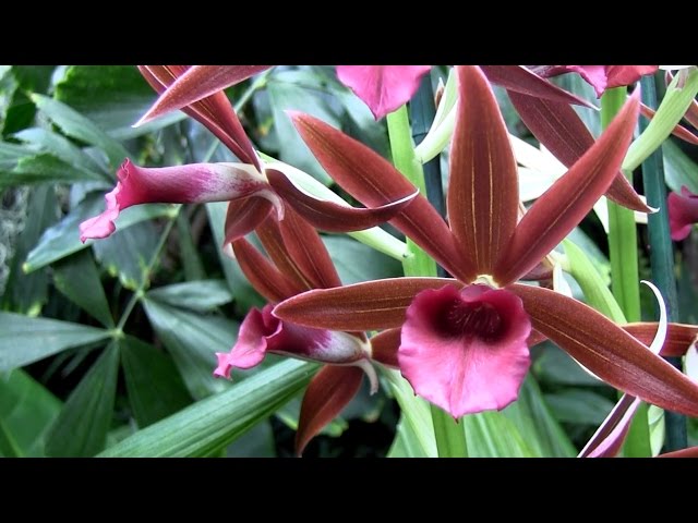 St. Louis: Orchid Show 2016 • Missouri Botanical Garden