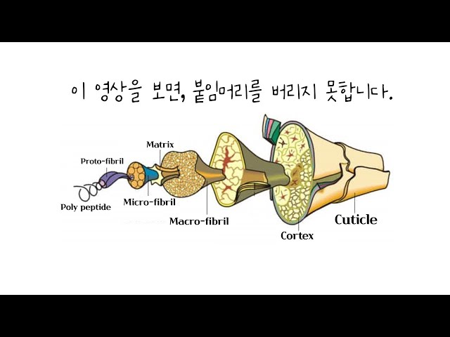 [모발과학] 머리카락이 만들어지는 과정(5분순삭)│모낭 모유두 모모세포 콜택스 피브릴 간충물질 큐티클 내모근초