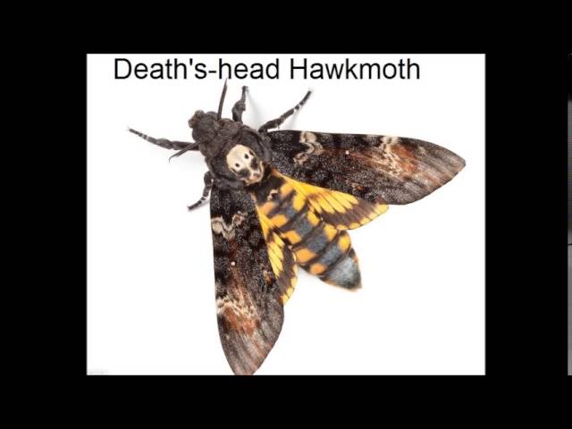 Big Texas Skull Head Moth 2015