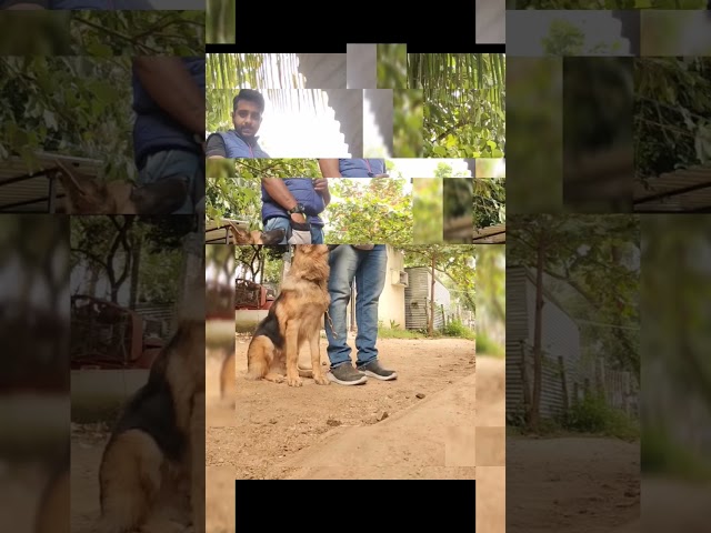 Dog Training in Tirupattur, Vaniyambadi, Krishnagiri, Dharmapuri is available contact 7010904393