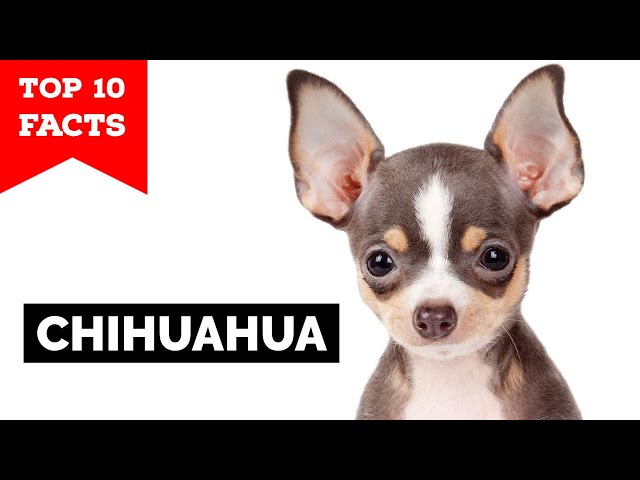 Chihuahua - Top 10 Facts