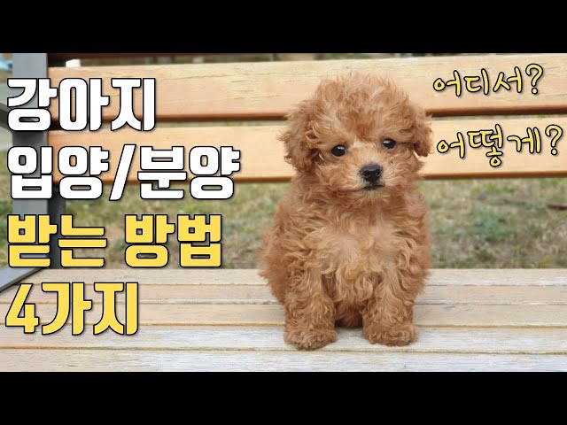 (Eng sub) 강아지 입양, 분양받는 방법 네가지 / 가격 비용 / 장단점 | How to greet a puppy as a family four ways