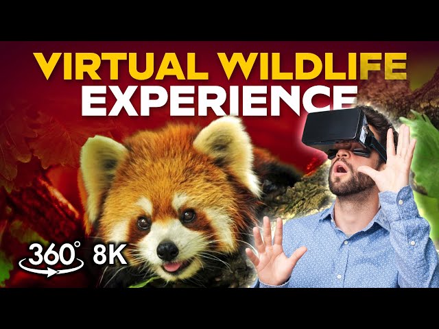 Embark on a 360° Journey with the Adorable Red Pandas | Virtual Wildlife Experience