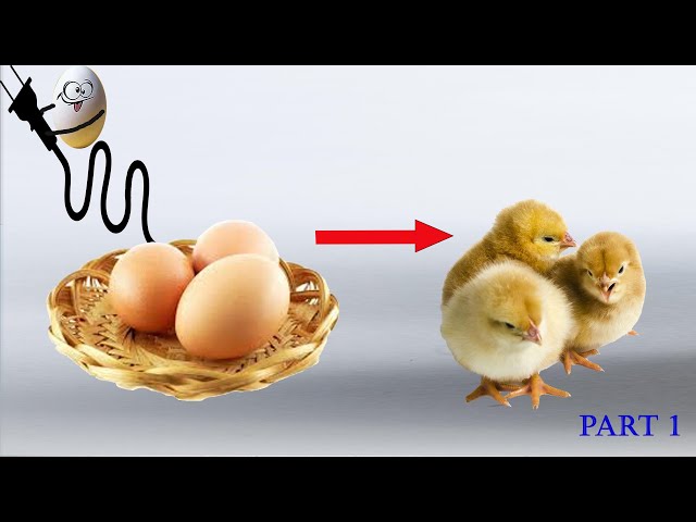 Make a fully automatic hatching machine at home with the lowest cost.Incubate the eggs after 21 days