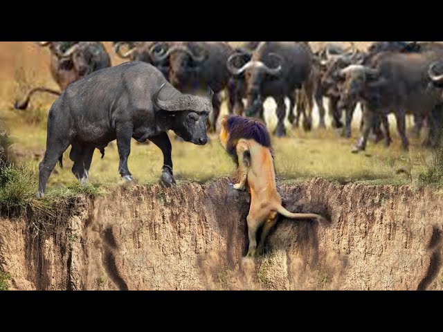 Shocking Moments When Painful Lions Are Attacked And Tortured By Africa's Deadliest Preys