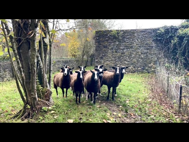 A rough few days personally, flock still needs tending too despite life