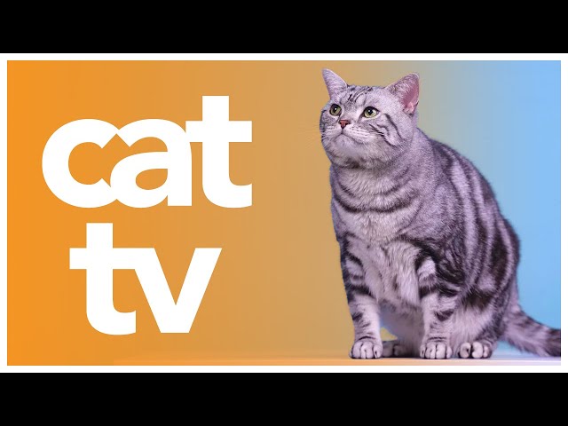 Cat TV: 3 Hours of Videos for Cats to Watch | Helps with Cat Enrichment! 🐈