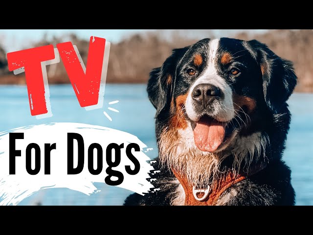 This Video Will Make Your Dog Smile! 🐶🎥 (And You Too!)