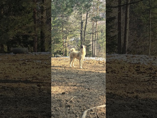 8 months old puppy realizing there's a whole world above him. #bigkid #kangal #livestock