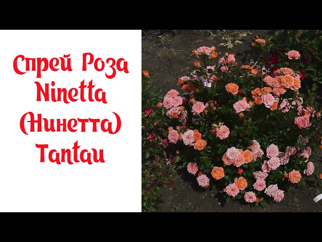 Спрей Роза Ninetta (Нинетта) Tantau