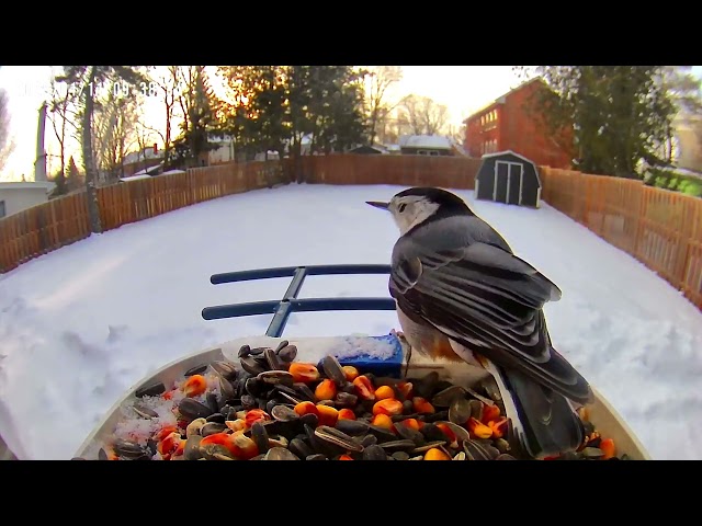 Winter Wildlife White Breasted Nuthatch Visits Ontario Feeder