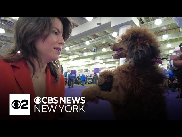 Westminster Kennel Club Dog Show returns to Javits Center in New York City