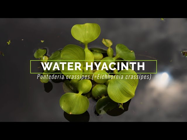 Water Hyacinth