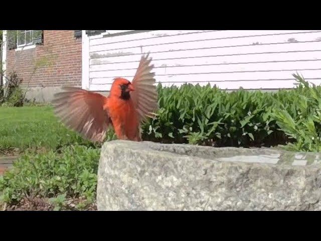 A 3D Bird Bath with Classical Polka Music