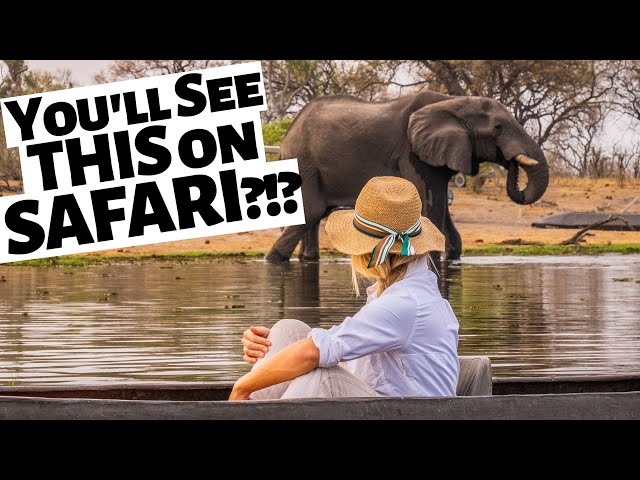 WHAT SAFARI ANIMALS WILL YOU SEE IN AFRICA?