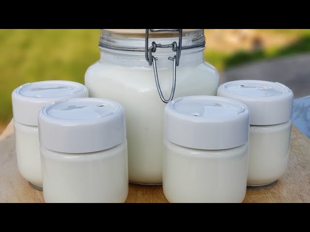 HOW TO MAKE YOGURT AT HOME |  HOMEMADE YOGURT with VILLI STARTER |  no heating villi starter yogurt