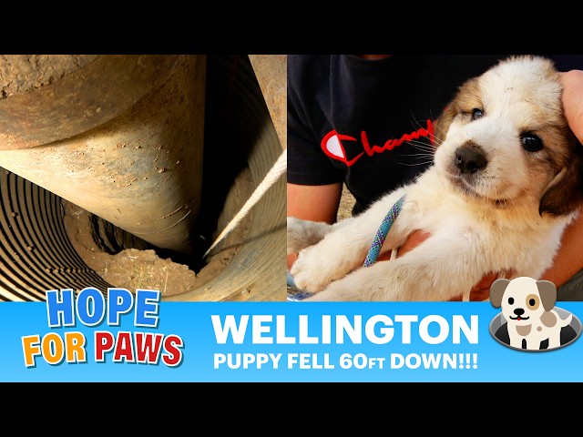 Puppy fell down 60ft into a water well and cried for help for 3 days!!! OMG, it was so challenging!