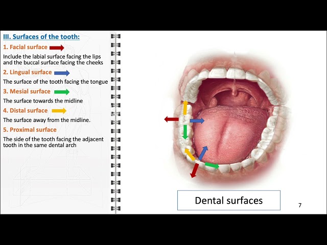 Teeth anatomy