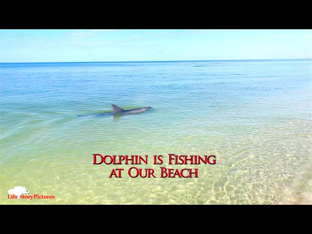 Dolphin is Fishing Few Feet from the Beach. HDR