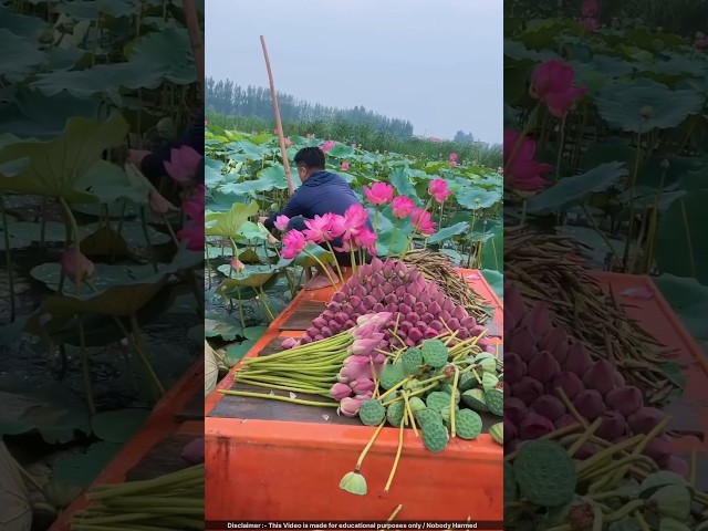 Why is lotus cultivation so dangerous? 😳