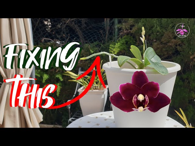 🎤LIVE Mini Phalaenopsis Root Correction | Come Chat if you have Time 🥰 #ninjaorchids #livestream