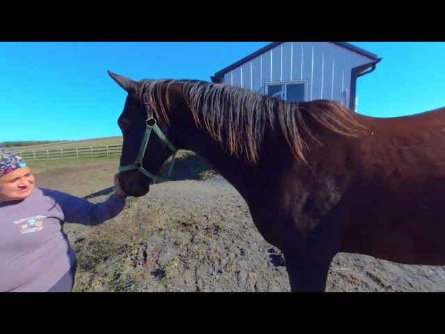 Horses in Maryland 3D 180 VR