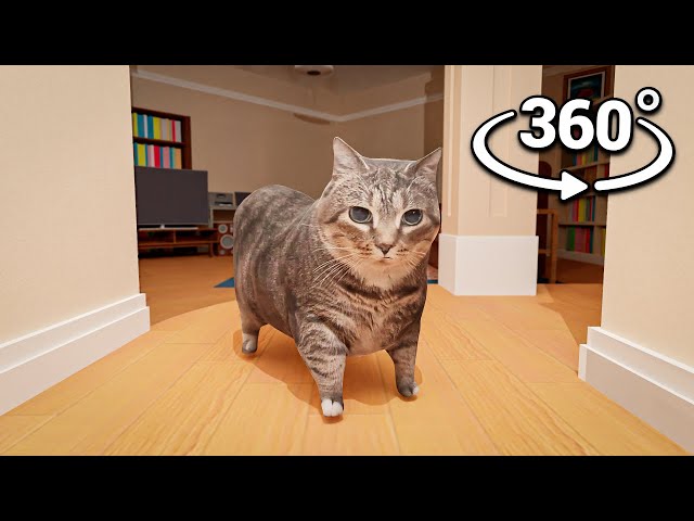 360° OIIAOIIA Cat Breaks into YOUR House!