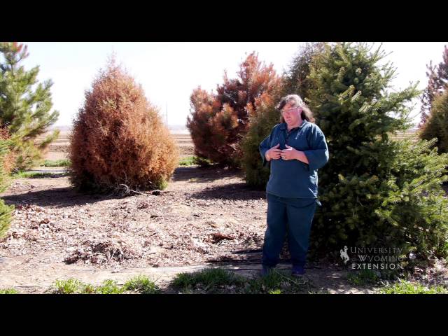 Why are my Evergreens Brown? | From the Ground Up