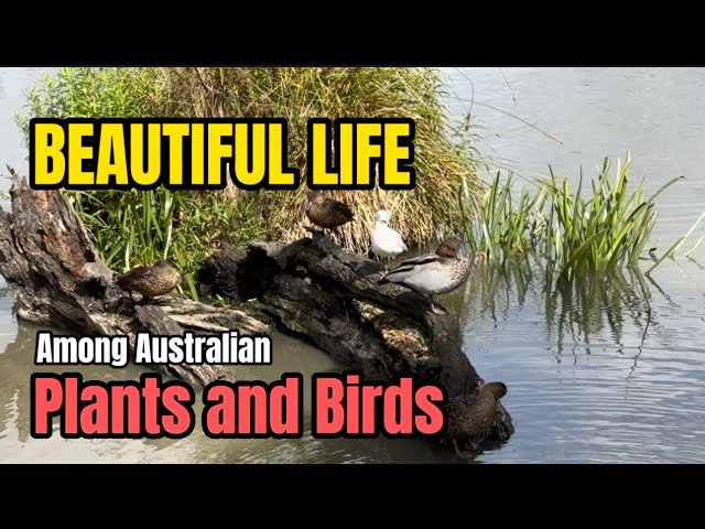 Beautiful Life among Australian Plants and Birds #harmony #plants #birds #australia #video