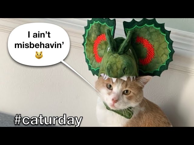 Kitty mischief | cute animal shorts | funny blooper