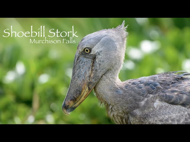 Shoebill stork - Nile Delta - Murchison Falls National Park - Uganda 4K