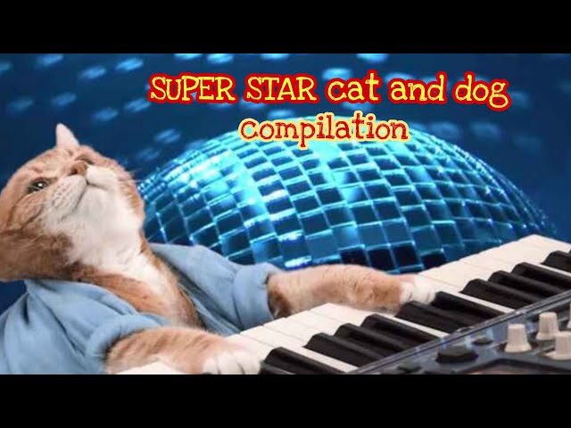 FUNNY CAT AND DOG, THEY SING AND DANCE  Funny Cat and Dog Videos. MUST WATCH...!!