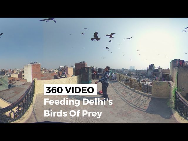 360° Video: Feeding Black Kites in Old Delhi