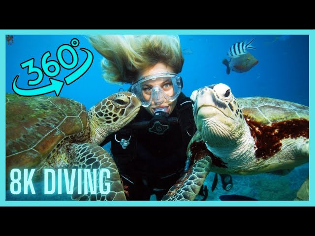 360° Dive: Shipwrecks & Sea Turtles