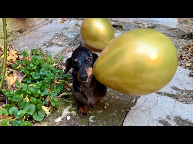 MINI DACHSHUND IS OVERWHELMED