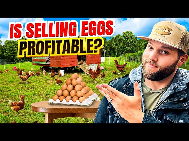 I’VE RUN MY EGG BUSINESS FOR 4 YEARS. HERE ARE THE TRUE NUMBERS