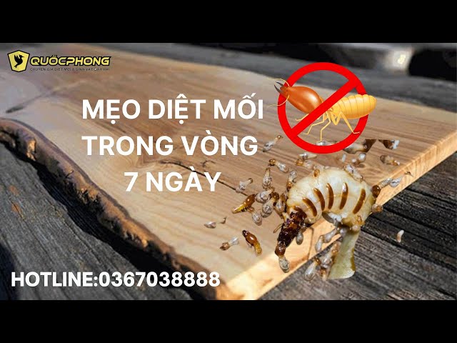 Mẹo diệt mối tại nhà trong vòng 7 ngày | Cách Diệt Mối Tận Gốc Ngay Tại Nhà