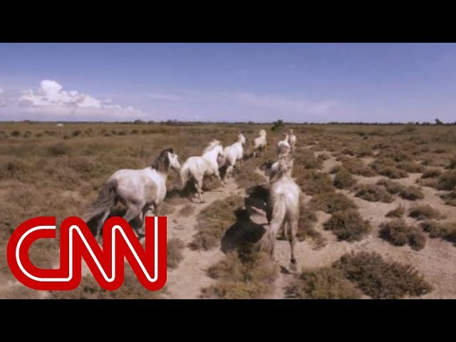 Running with France's wild horses - 360 Video