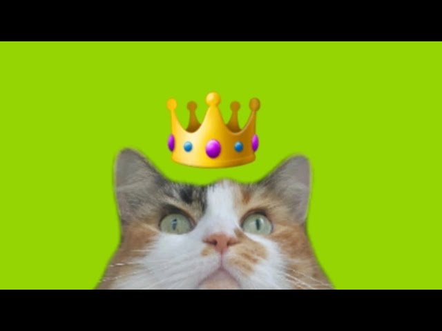 FUNNY CAT TIKTOK COMPILATION