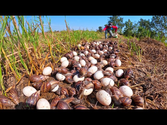 wow wow amazing - pick a lot of duck eggs and catch snails in the dry field by hand a farmer