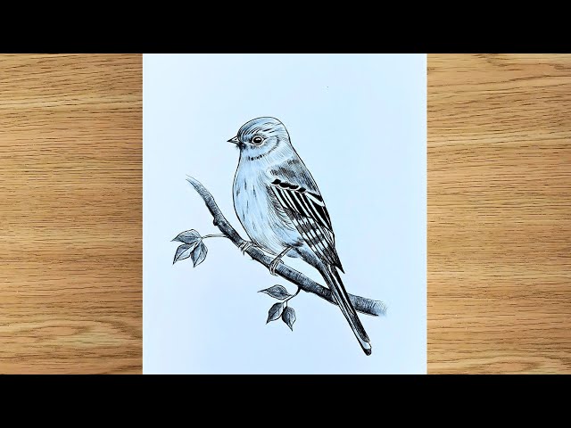 how to draw a realistic bird step by Step Drawing Tutorial|| Easy Bird Drawing