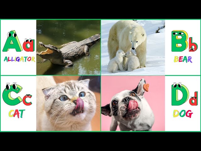 ABC Phonics Song With Animals  For Children | Learning Alphabet ABC