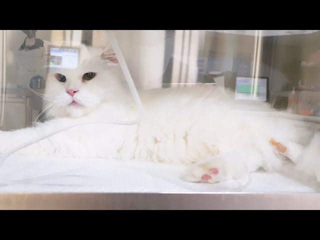 What could Happen When Your Cat Gets Old | Sick Senior Cat Vlog | Nara visits the Vet